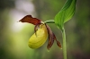 O03-orhideja-015.jpg