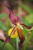 O06-orhideja-043.jpg