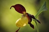 O08-orhideja-061.jpg