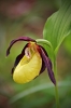 O09-orhideja-086.jpg
